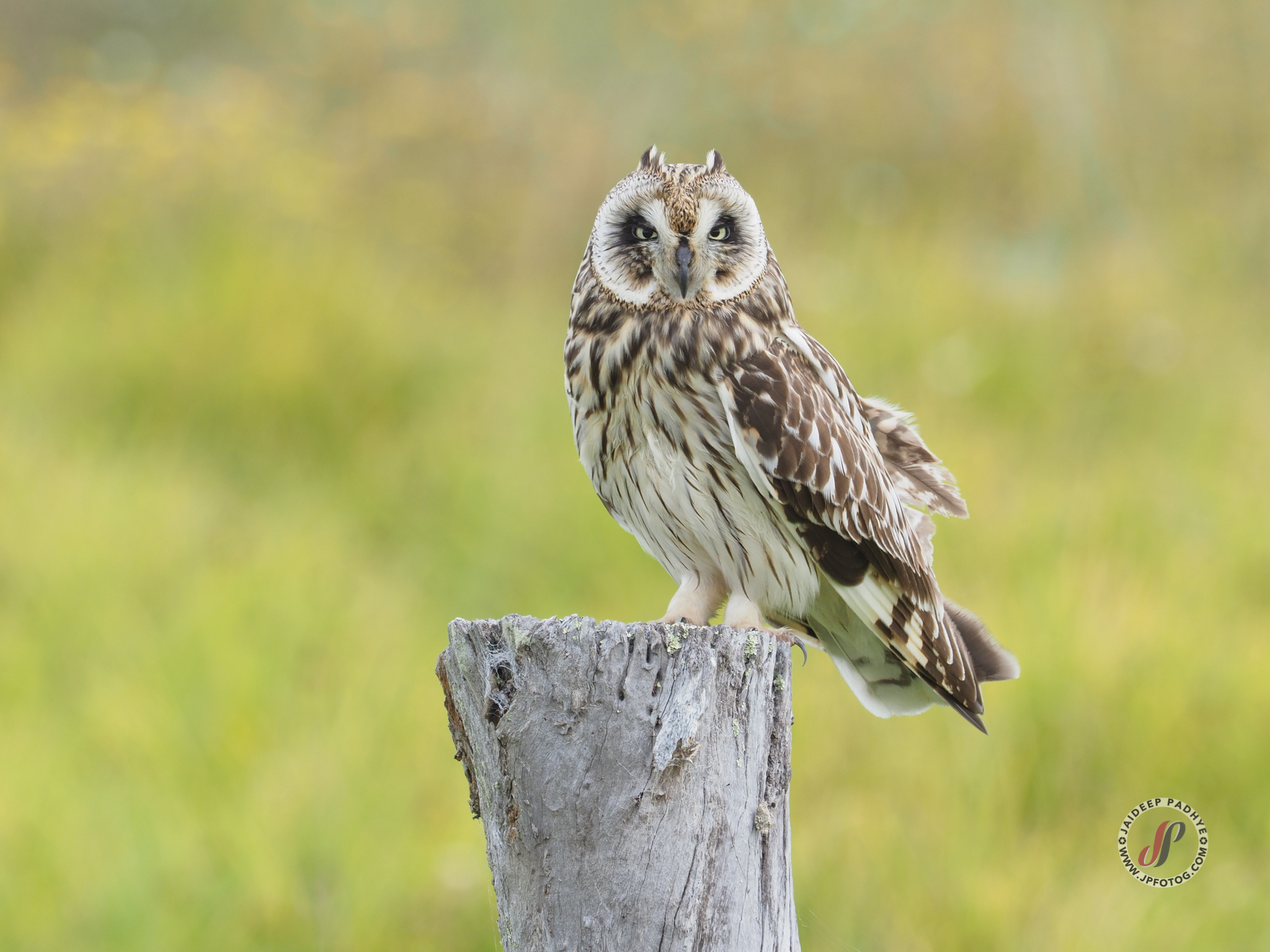 Hawaiian Short-eared Owl - JPFotog